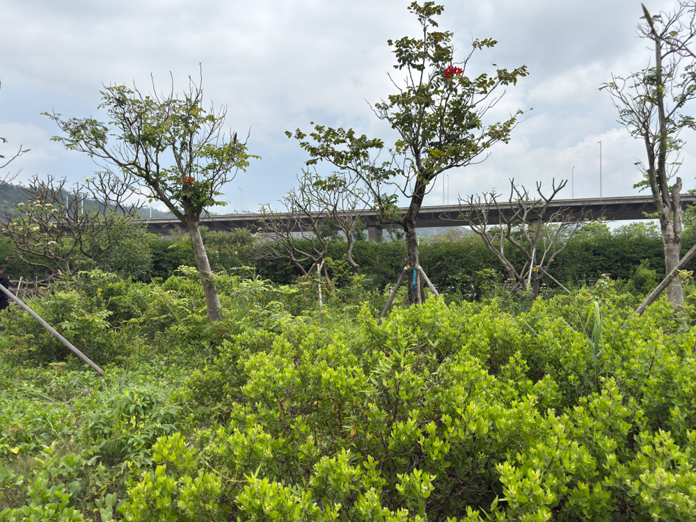 Hengqin Erjingwan National Wetland Park